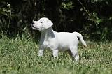 PARSON RUSSEL TERRIER 137